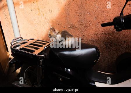 MARRAKESCH, MAROKKO - 21. NOVEMBER; 2018 ein Kätzchen ruht auf einem Roller in der Medina Stockfoto