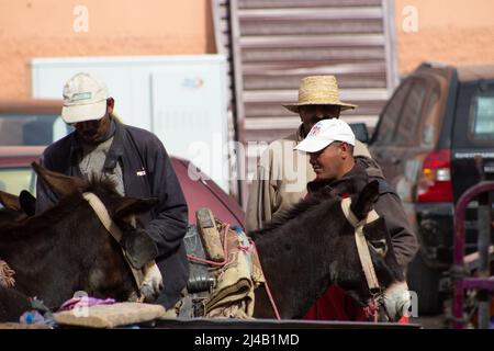 MARRAKESCH, MAROKKO - NOVEMBER 21; 2018 Esel für den Transport von Waren und Menschen in der Medina Stockfoto