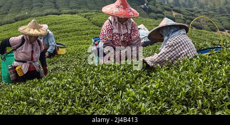 Taiwanesische Frauen in großen Hüten sammeln von Hand Teeblätter. Dies ist eine alte, traditionelle, umweltfreundliche Art und Weise Stockfoto