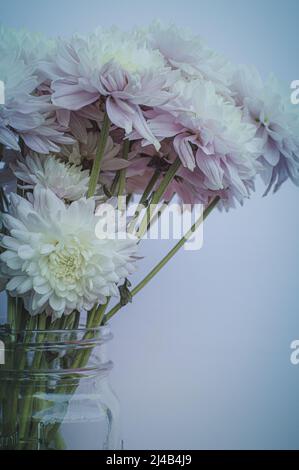 Schöne rosa und weiße Chrysanthemen in einer Vase auf weißem Hintergrund Stockfoto