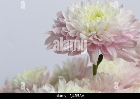 Schöne rosa & weiße Chrysantheme steht größer als der Rest der Blumen - Makro Stockfoto