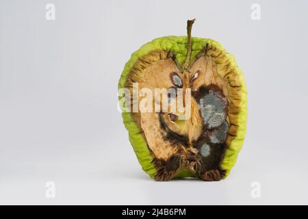 Nahaufnahme eines faulen grünen Apfels mit Schimmel. Stockfoto