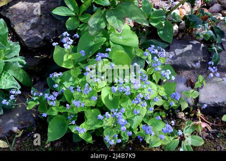 Großes Kaukasusvergissmeinnicht (Brunnera macrophylla) - blühende Pflanze Stockfoto