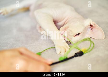 Sphynx Devon Rex aus der Nähe. Porträt eines Haustiers. Stockfoto