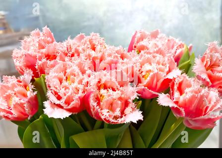 Rosérote Tulpen mit Fransen. Schöne Blumen als Geschenk für Ihre Freundin. Stockfoto