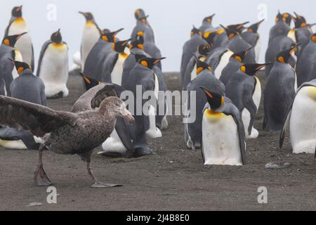 South Georgia, Gold Harbor. Nördlicher Riesensturmläufer (Macronectes halli) bei der Königspinguinkolonie (Aptenodytes patagonica) Stockfoto