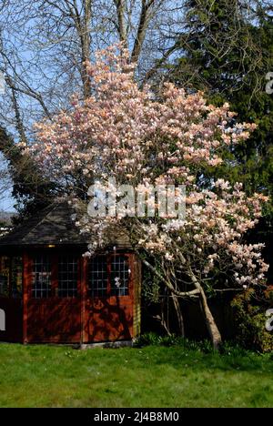 Blüht auf einem Magnolienbaum, der nach dem starken Frost über Nacht im Frühjahr braun wurde Stockfoto