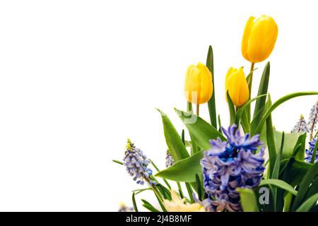Osterzusammensetzung von Frühlingsblumen. Gelbe Tulpen, Hyazinthen, blaue Muscari isoliert auf weißem Hintergrund. Dekoration für den Urlaub. Platz Stockfoto