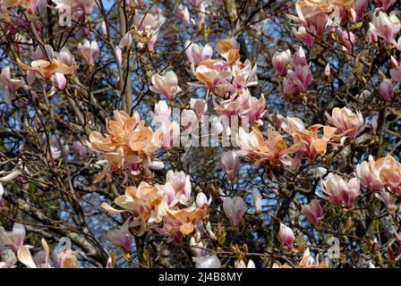 Blüht auf einem Magnolienbaum, der nach dem starken Frost über Nacht im Frühjahr braun wurde Stockfoto