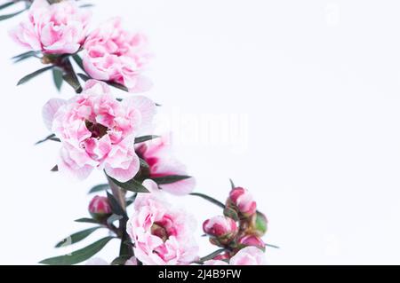 Manuka Tree Pink Flowers on Vine w/White Background - Makro Stockfoto