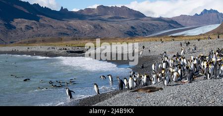 South Georgia, Fortuna Bay, Whistle Cove. Königspinguine an der malerischen Küste. (Aptenodytes patagonica) zurücktretender Gletscher in der Ferne. Stockfoto