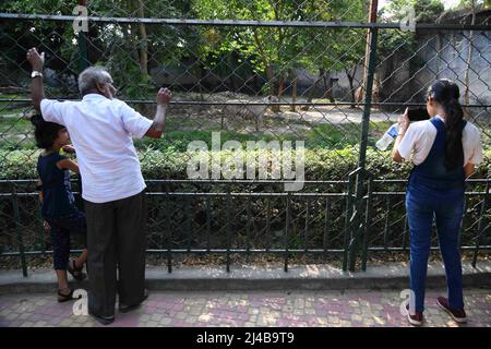 Kalkutta, Westbengalen, Indien. 13. April 2022. Sehr wenige Besucher werden in einem sehr heißen (35 Grad Celsius) und feuchten (75 %) Sommer im Gehege des Weißen Tigers im Zoo Alipore gesehen. (Bild: © Biswarup Ganguly/Pacific Press via ZUMA Press Wire) Stockfoto