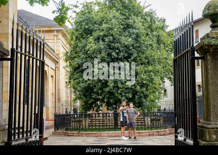 Der Baum von Gernika außerhalb der Assembly Haus (Casa de Las Juntas), Gernika (Guernica), Bizkaia, Baskenland, Spanien Stockfoto