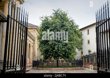 Der Baum von Gernika außerhalb der Assembly Haus (Casa de Las Juntas), Gernika (Guernica), Bizkaia, Baskenland, Spanien Stockfoto