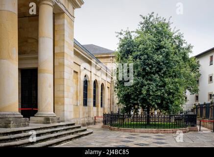 Der Baum von Gernika außerhalb der Assembly Haus (Casa de Las Juntas), Gernika (Guernica), Bizkaia, Baskenland, Spanien Stockfoto