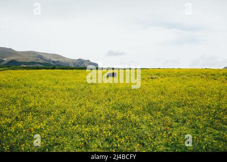 Kuhfütterung auf einem grünen Feld mit gelben Blüten. Stockfoto