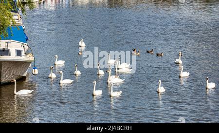 Ägyptische Gänse und Schwäne auf der River Medway in Wateringbury bei Maidstone in Kent, England Stockfoto