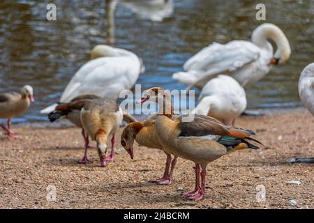 Ägyptische Gänse und Schwäne auf der River Medway in Wateringbury bei Maidstone in Kent, England Stockfoto