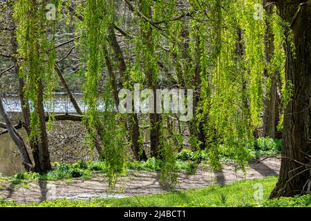 Weeping Willow Tree am Fluss Medway in der Nähe von Maidstone in Kent, England Stockfoto