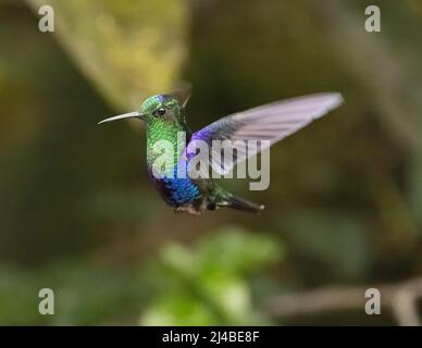 Gekrönter Kolibri der Waldnymphe in Ecuador Stockfoto