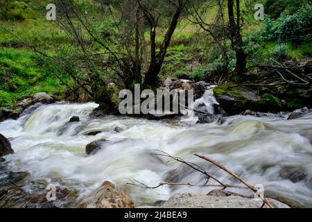 Schöne Landschaft des interandischen Waldes, wo ein Bach aus Wasser fließt, der Wasserfälle und einen kleinen Fluss bildet. Stockfoto