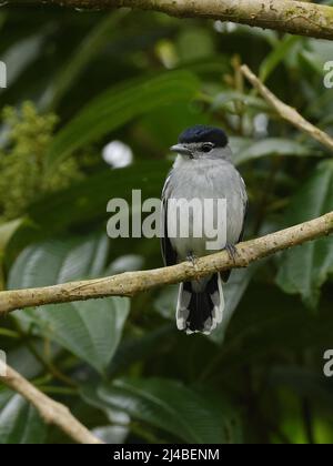 Schwarz-Weiß-Becard in Ecuador Stockfoto