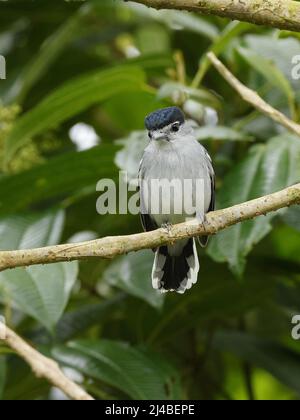 Schwarz-Weiß-Becard in Ecuador Stockfoto