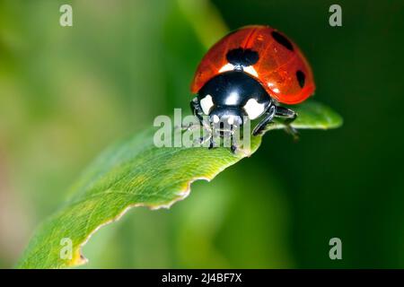 Rot mit schwarzen Flecken Marienkäfer auf einem grünen kleinen Blatt Stockfoto