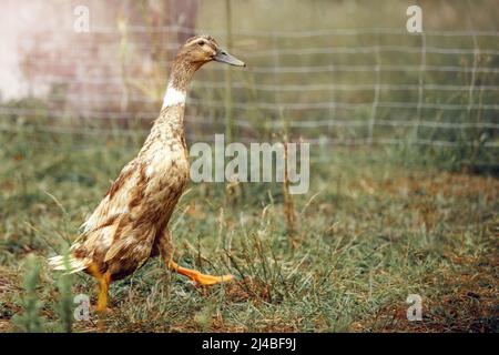 Nach dem Baden geht die nasse Ente wie ein Soldat in einem Landgut. Stockfoto