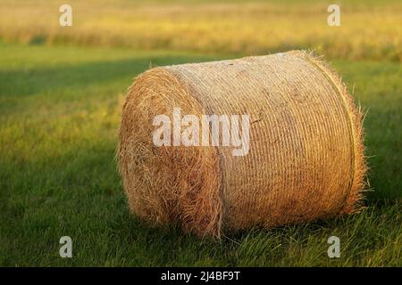 Heuschnupfen, der in der Herbstsonne auf dem Mown-Feld liegt Stockfoto