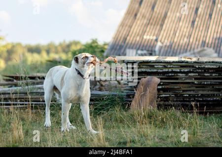 Asian Schäferhund, im Dorfhof, spielen und beißen das Seil. Stockfoto