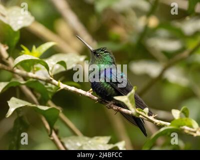 Gekrönter Kolibri der Waldnymphe in Ecuador Stockfoto