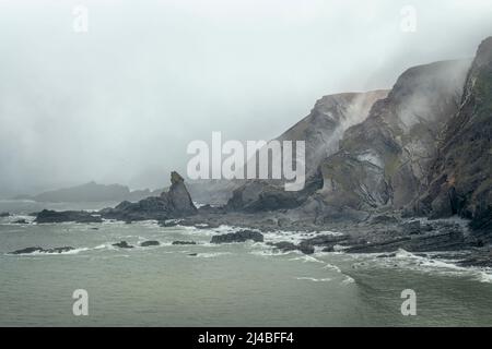 Treibender Nebel umhüllt Warren Cliff an der unberührten, rauen Küste rund um Hartland Quay. Der Quay liegt an der Atlantikküste von North Devon Bet Stockfoto