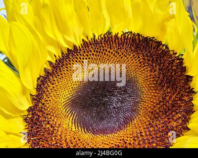 Nahaufnahme des Zentrums einer gemeinsamen Sonnenblume mit den Scheibenblüten in verschiedenen Stadien. Stockfoto