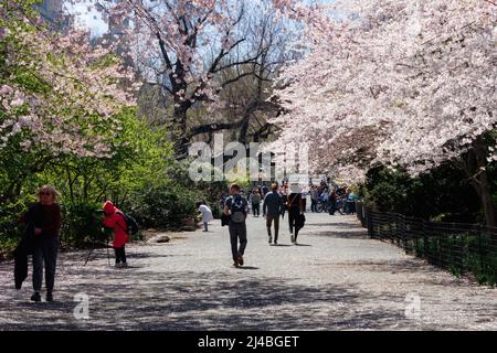 Menschen, die im Central Park, New York, einen Pfad entlang wandern, mit Kirschblüten in voller Blüte, die sich an einem Frühlingstag überwölben Stockfoto