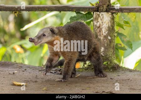 WESTERN Mountain Coati in Ecuador Stockfoto