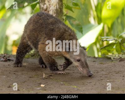 WESTERN Mountain Coati in Ecuador Stockfoto