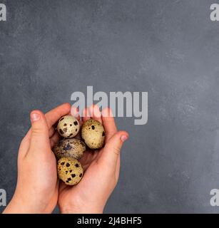 Kinderhand sammelt Wachteleier. Hochwertige Fotos Stockfoto