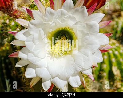 Echinopsis candicans, oder Argentine Giant, hat eine wunderschöne, wabenreiche weiße Blüte, die sie zu einer der beeindruckendsten Kaktusblüten macht Stockfoto