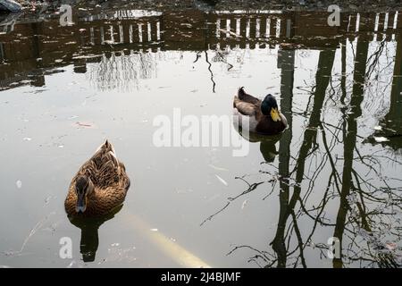 Wilde Enten, die am Seeufer ruhen. Vogelbeobachtungskonzept. Hochwertige Fotos Stockfoto