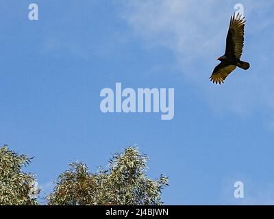 Ein putengeier oder Cathartes Aura reitet eine Therme über einem hohen Baum in der Hitze der Wüste von Arizona Stockfoto