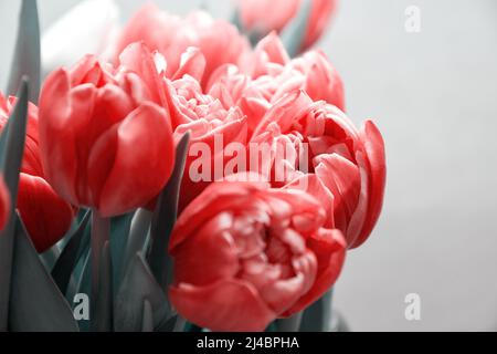 Getöntes Bild von eleganten rosa Tulpen in der Glasvase. Blumen und Feier Hintergründe Stockfoto