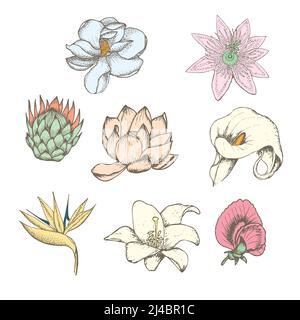 Farbige Zeichnung botanische exotische Blumen mit protea Magnolia passiflora gesetzt lathyrus strelitzia Lotus calla weiße Lilie isoliert Vektor-Illustration Stock Vektor