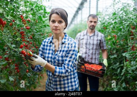 Der Mann hilft der Frau, die Ernte von reifen Kirschtomaten im Gewächshaus zu ernten Stockfoto