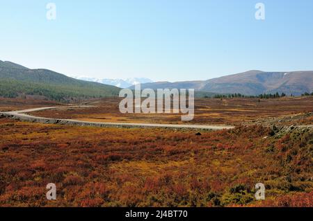 Die Schotterstraße biegt im Herbst in der vergilbten Tundra vor der Kulisse schneebedeckter Berge ab. Ulaganski Bezirk, Altai, Sibirien, Russland. Stockfoto