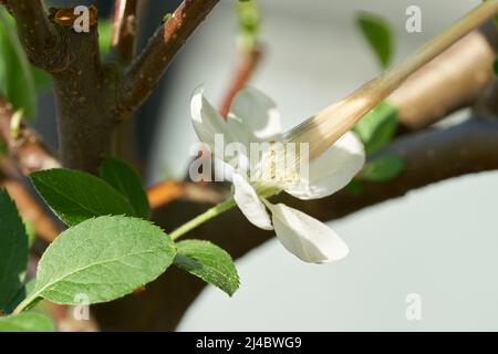 Künstliche Bestäubung der Blume des Apfelbonsai mit einem Pinsel Stockfoto