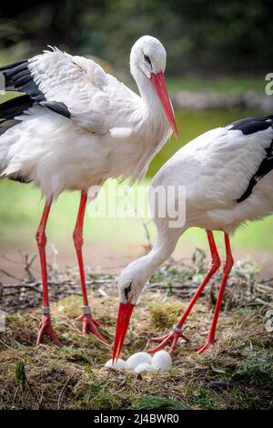 Walsrode, Deutschland. 13. April 2022. Ein Weißstorch-Brutpaar steht mit Eiern in einem Nest im Vogelpark. Ostern ist auch eine besondere Zeit im Weltvogelpark Walsrode. Viele der rund 4.000 Vögel aus 650 Arten sollen Nachkommen haben. Quelle: Sina Schuldt/dpa/Alamy Live News Stockfoto