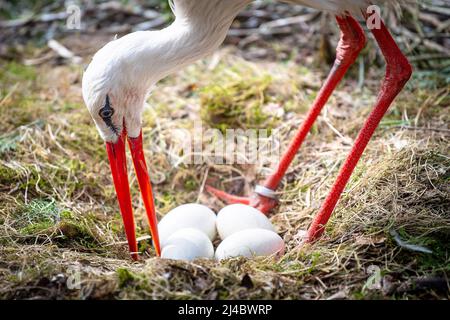 Walsrode, Deutschland. 13. April 2022. Ein Weißstorch steht mit Eiern in einem Nest im Vogelpark. Ostern ist auch eine besondere Zeit im Weltvogelpark Walsrode. Viele der rund 4.000 Vögel aus 650 Arten sollen Nachkommen haben. Quelle: Sina Schuldt/dpa/Alamy Live News Stockfoto