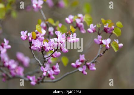 Western Red Bud Stockfoto