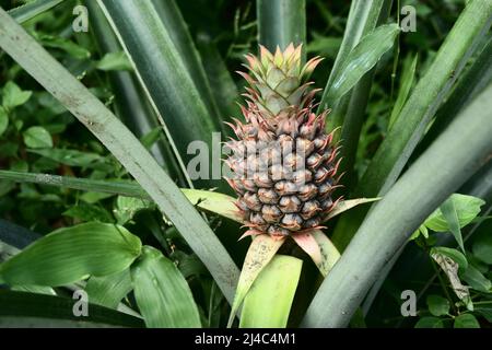 Junge Ananasfrucht auf Baumpflanze mit natürlichem grünen Hintergrund, leckere tropische Früchte auf dem Ackerland Stockfoto